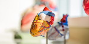 How Cardiology Medical Billing Works